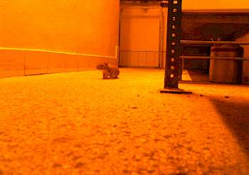 Ratte in der Bäckerei