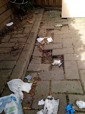 Müllplatz Ratten