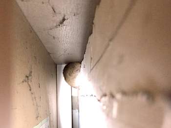 Versteckspiel mit Ratte