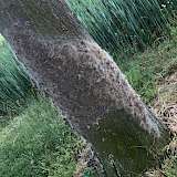 eichenprozessionsspinner