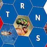 Die neue TRNS