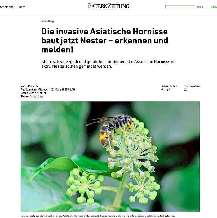 25-03-14 Bauernzeitung Schweiz - Screenshot des Beitrages zur asiatischen Hornisse