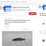 2025-08-05 Screenshot von 24garten.de des Beitrags - Haben Sie wirklich Silberfischchen